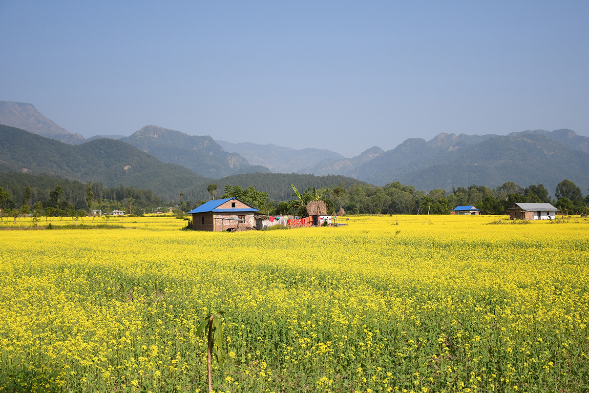 आजका तस्बिर- कात्तिक २७