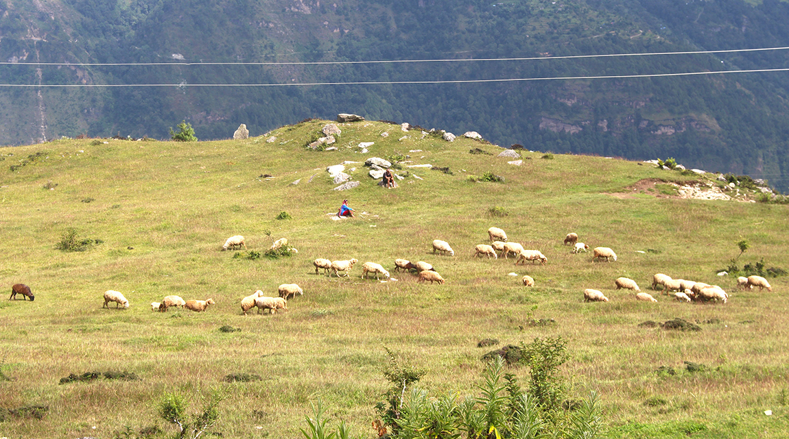 आजका तस्बिर- असोज २७