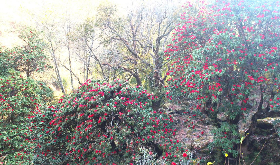 आजका तस्बिर- फागुन २३