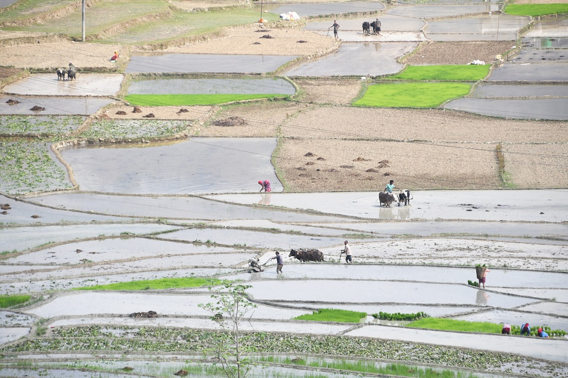 आजका तस्बिर- जेठ ११