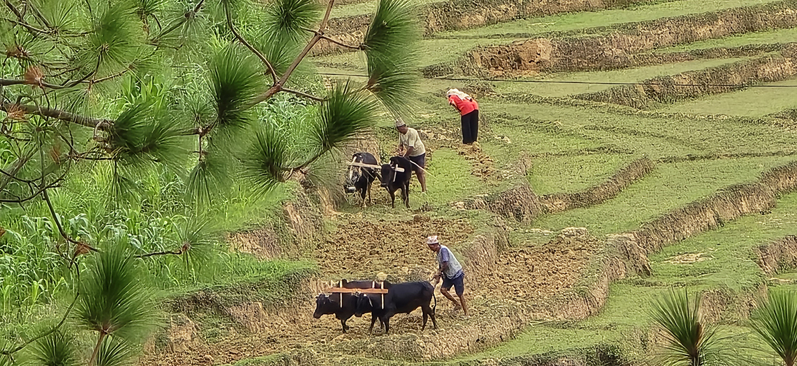 आजका तस्बिर- असार ३