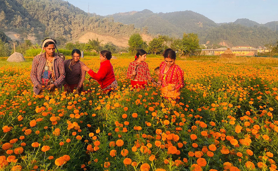 आजका तस्बिर- कात्तिक २१