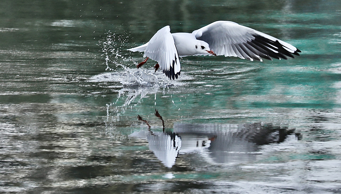 आजका तस्बिर- कात्तिक १८