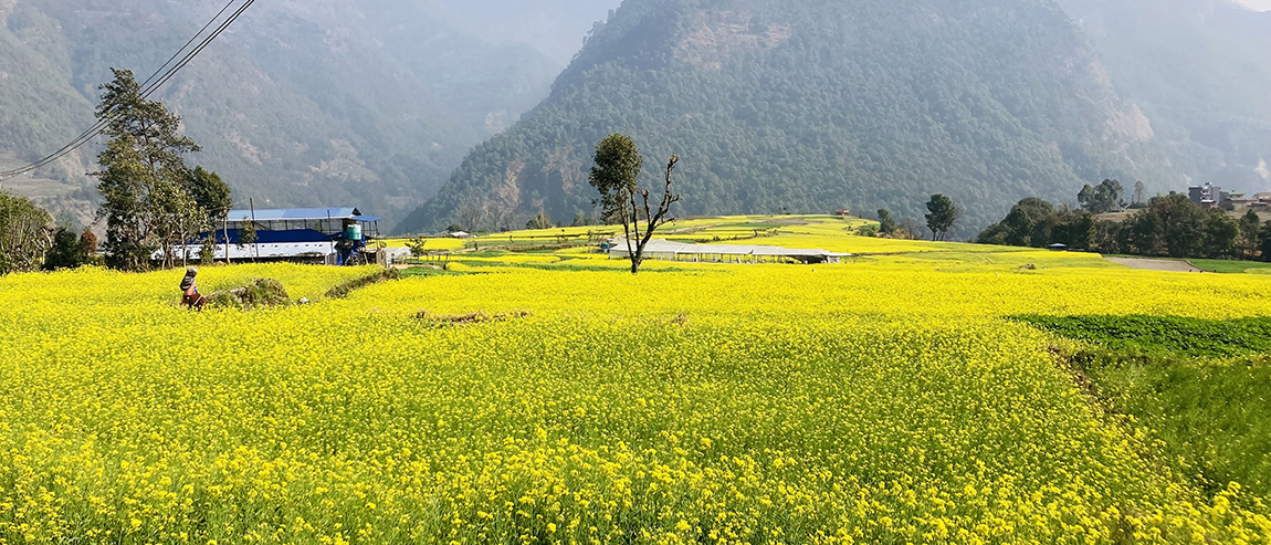 आजका तस्बिर- माघ १७