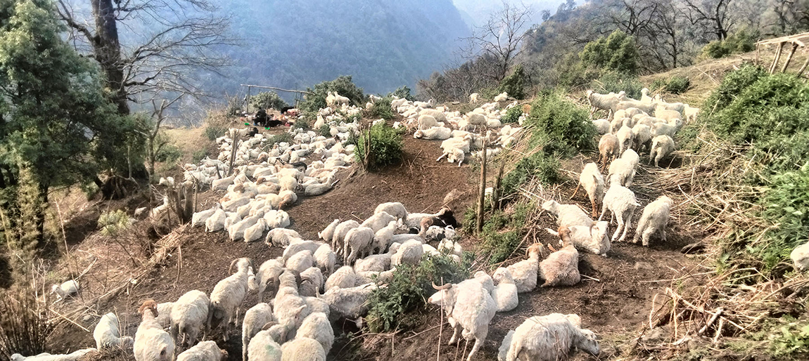 आजका तस्बिर- वैशाख १७