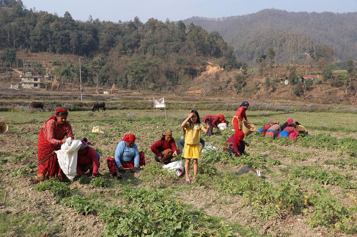 आजका तस्बिर- फागुन २९