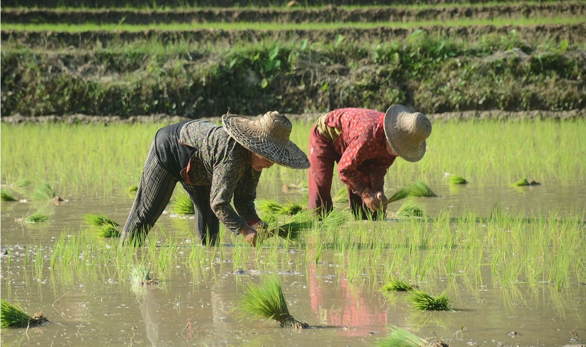 आजका तस्बिर- असार ३०