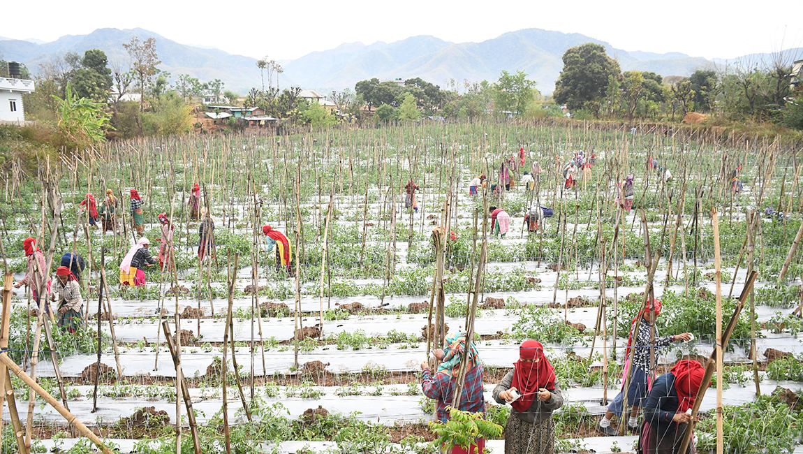 आजका तस्बिर- वैशाख २