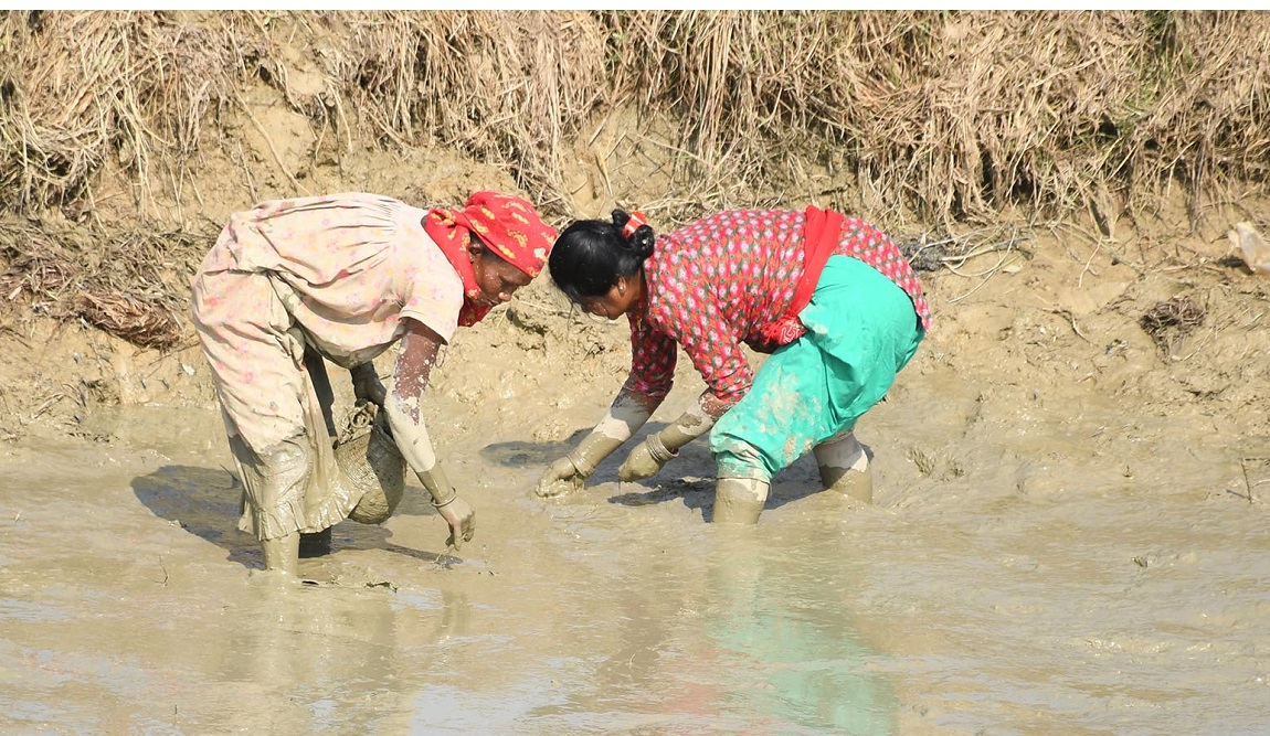 आजका तस्बिर- मंसिर ९