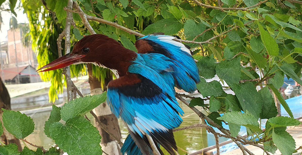 आजका तस्बिर- वैशाख ११