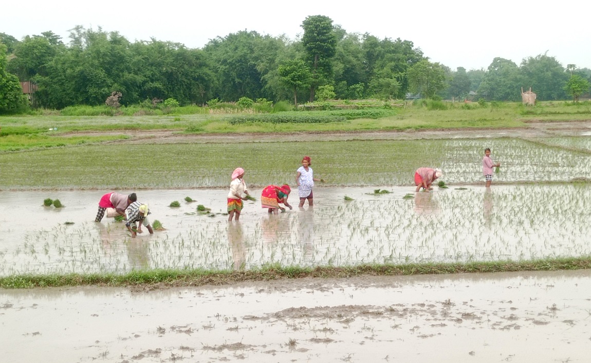 आजका तस्बिर: असार २