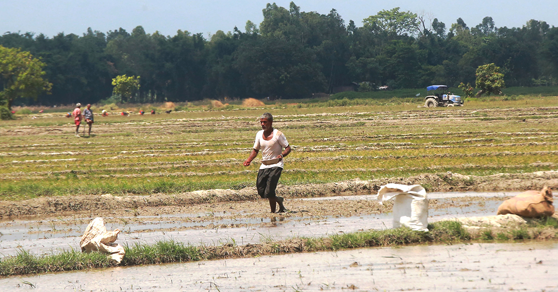 आजका तस्बिर- असार १८
