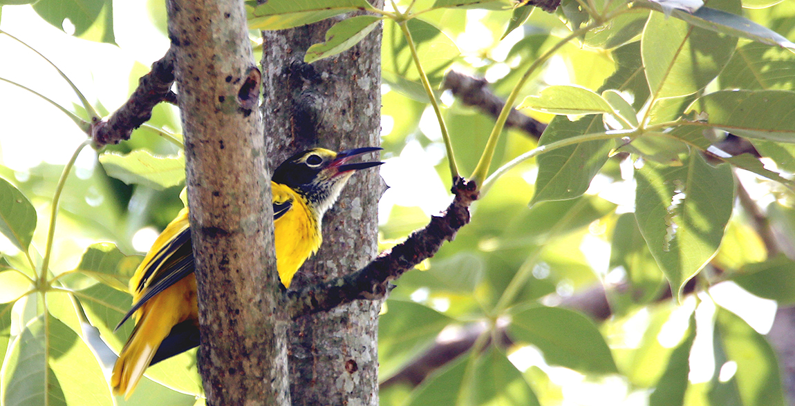 आजका तस्बिर- साउन १६