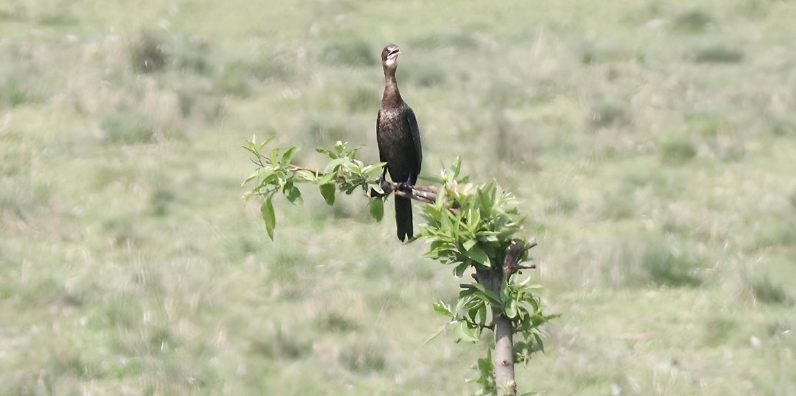 आजका तस्बिर- वैशाख ५