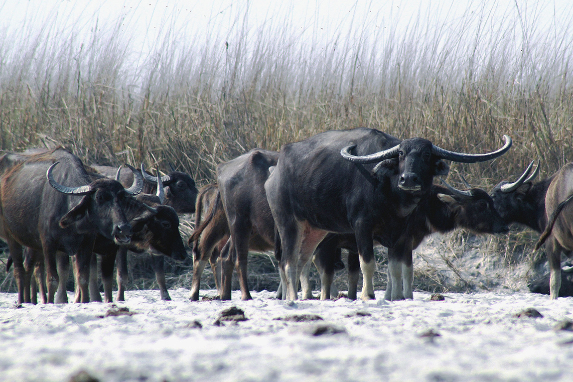आजका तस्बिर- भदौ १६