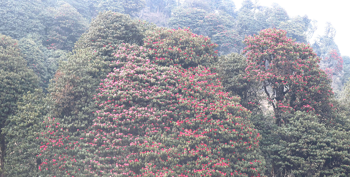 आजका तस्बिर- चैत २२