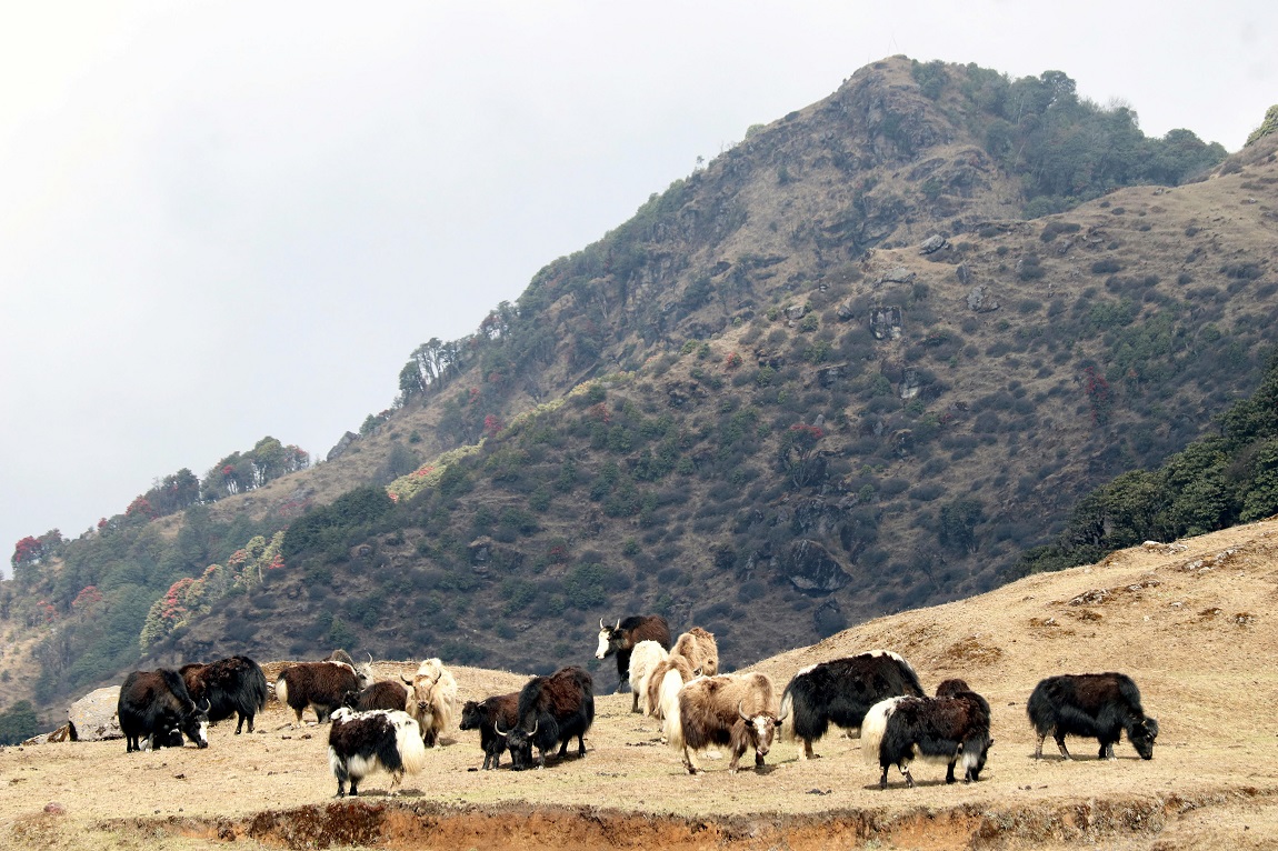 आजका तस्बिर: चैत ३१