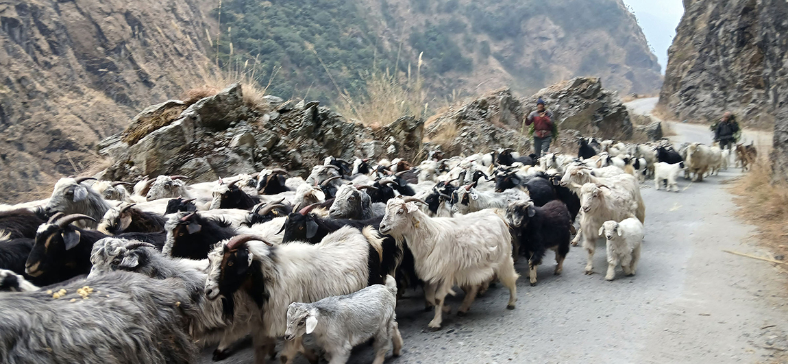 आजका तस्बिर- माघ २५