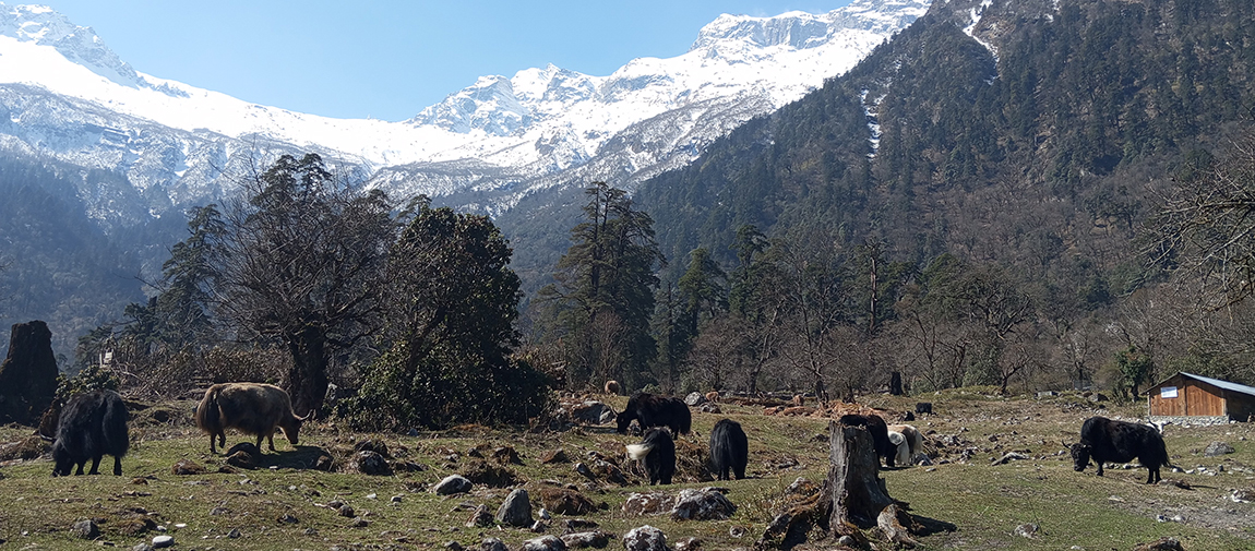 आजका तस्बिर- चैत २