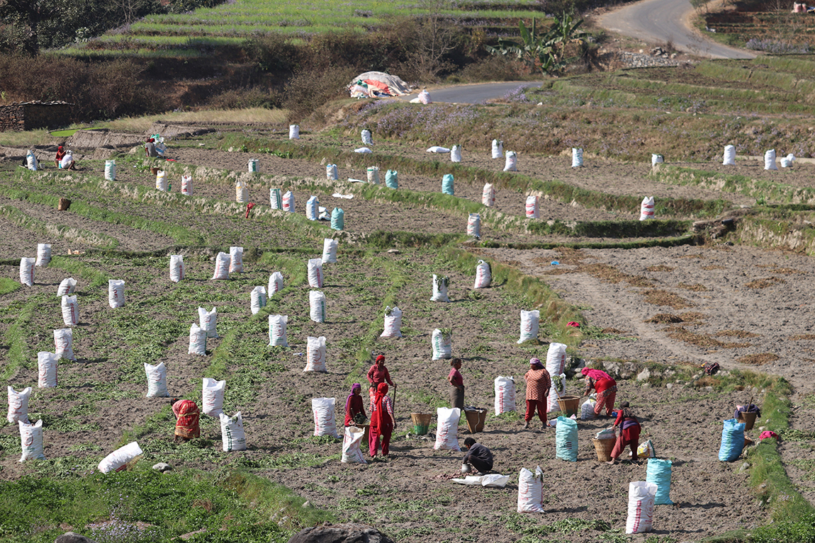 आजका तस्बिर- फागुन १६