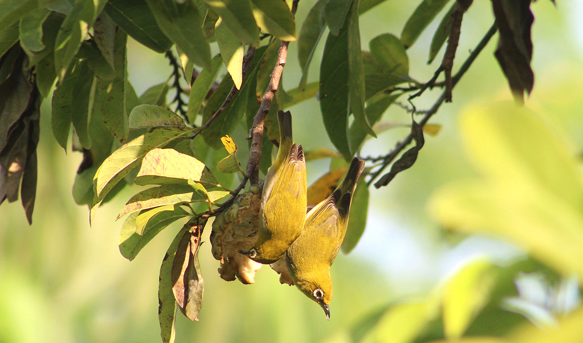 आजका तस्बिर- कात्तिक ७