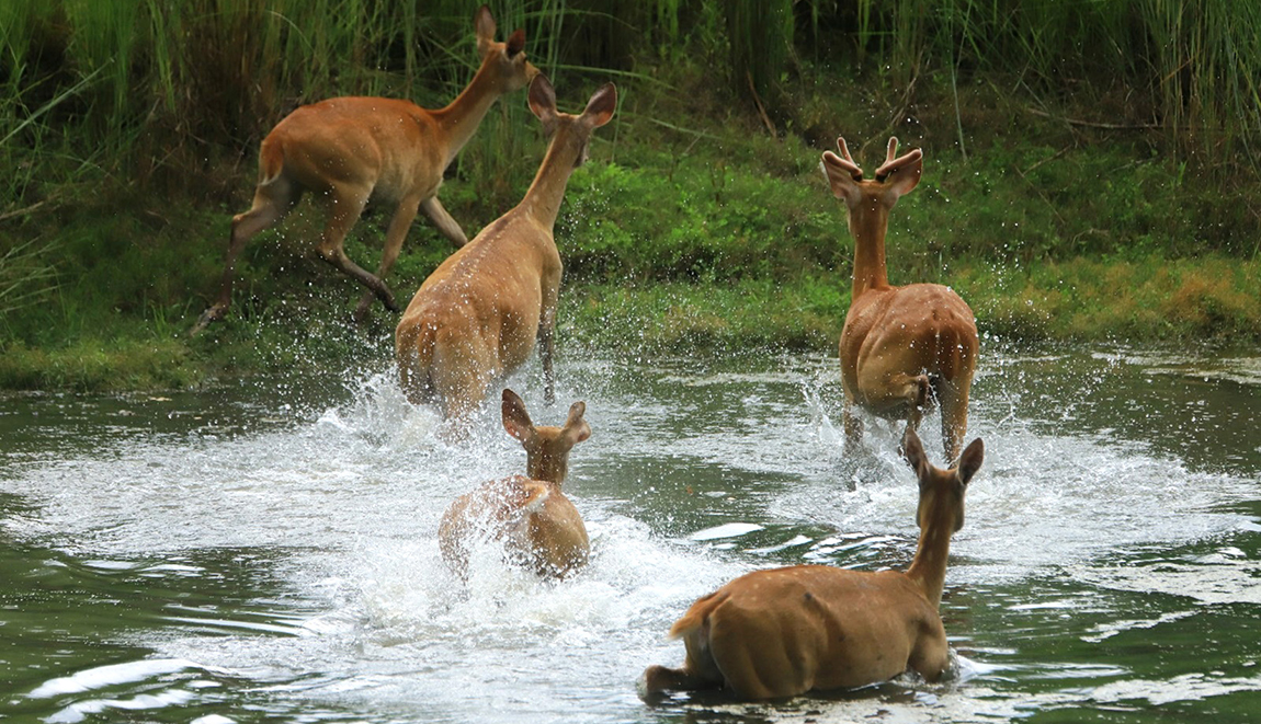 आजका तस्बिर- असार ३०
