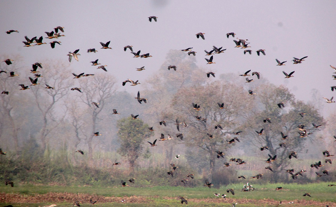 आजका तस्बिर- फागुन १८