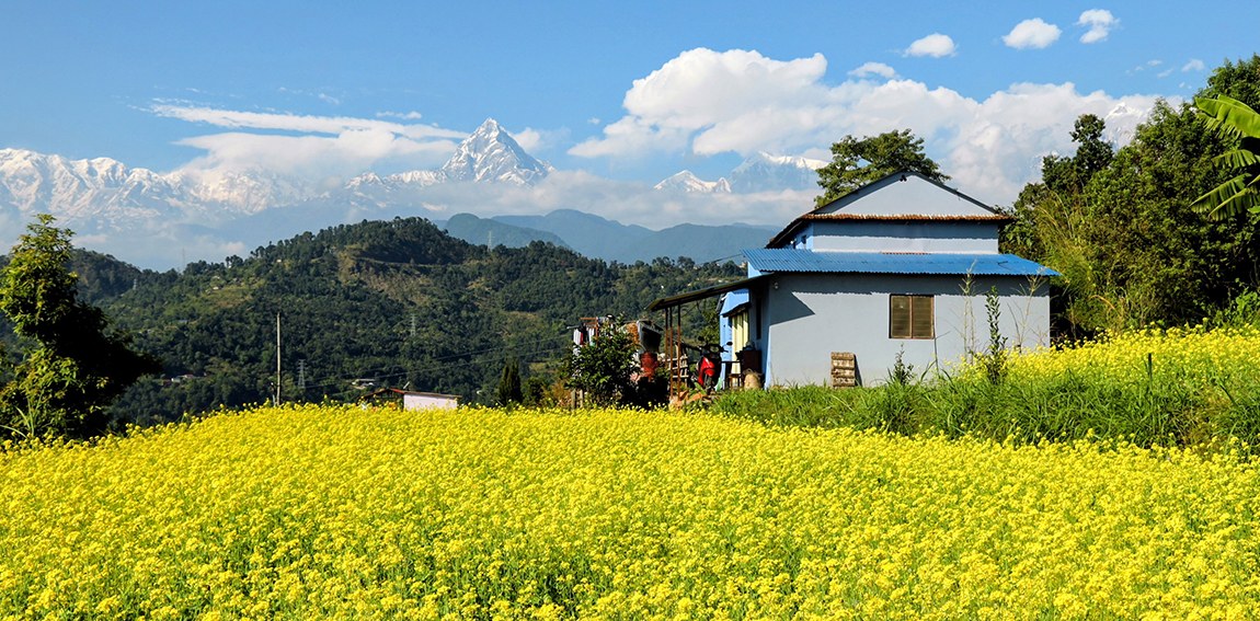 आजका तस्बिर- मंसिर २