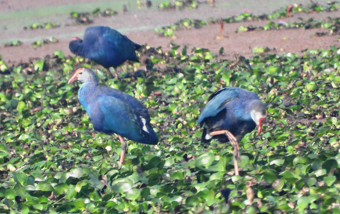 आजका तस्बिर- फागुन १८