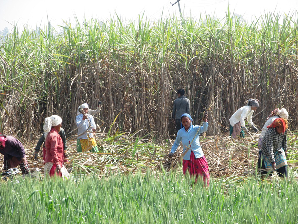 आजका तस्बिर- फागुन १९