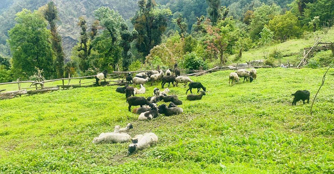 आजका तस्बिर- जेठ ९