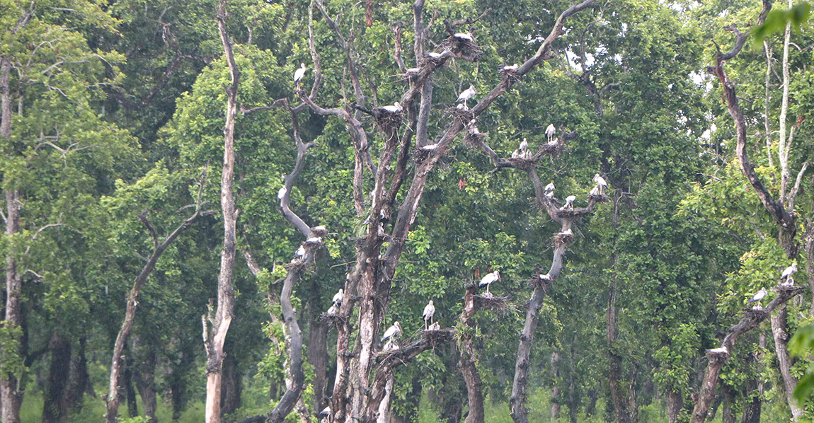 आजका तस्बिर-भदौ ४