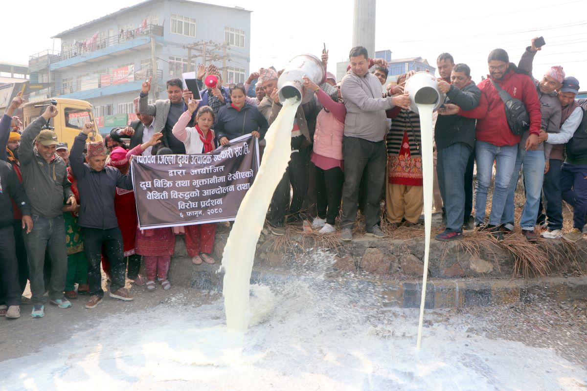 भुक्तानी नपाएपछि आन्दोलनमा ओर्लिएका चितवनका दूध उत्पादक किसान