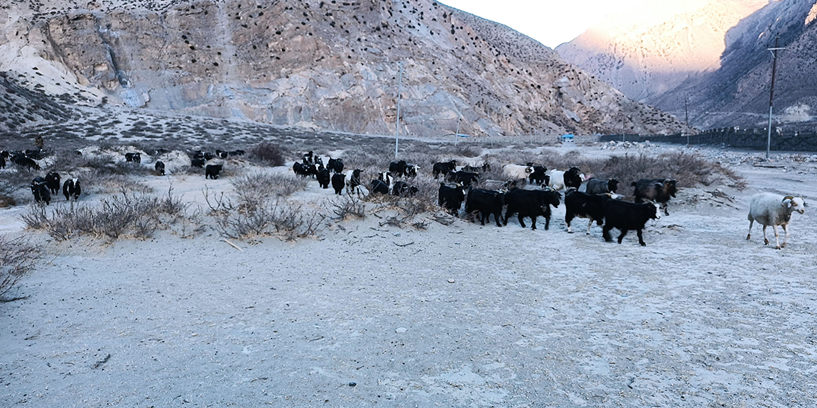 आजका तस्बिर- पुस २५