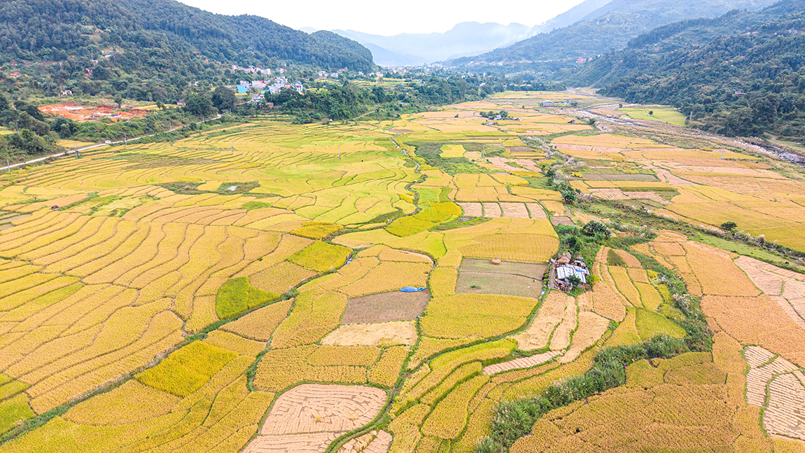 आजका तस्बिर- कात्तिक १३