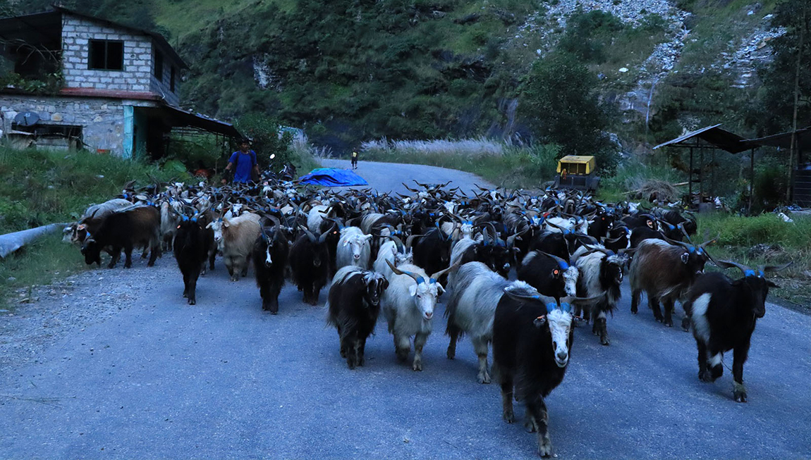 आजका तस्बिर- असोज ३