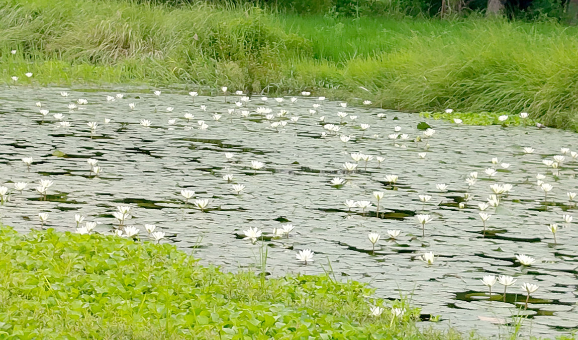 आजका तस्बिर- भदौ १३