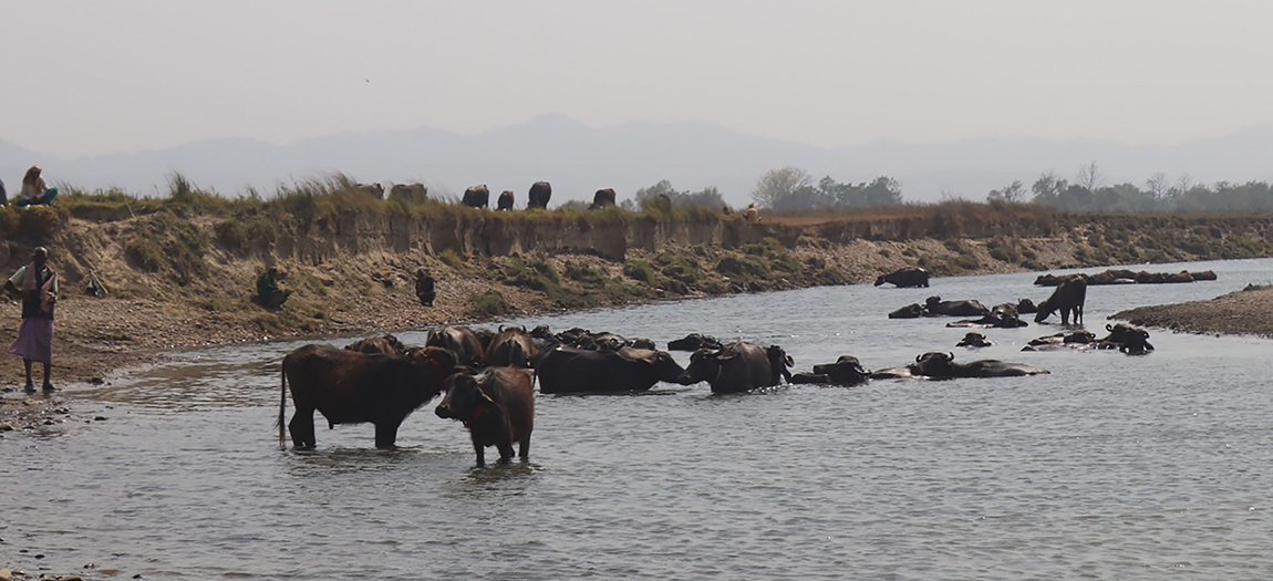 आजका तस्बिर- चैत २६