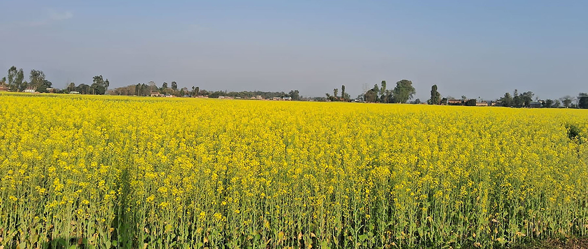 आजका तस्बिर- फागुन ५