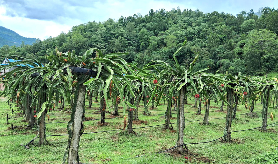 आजका तस्बिर- असार १७