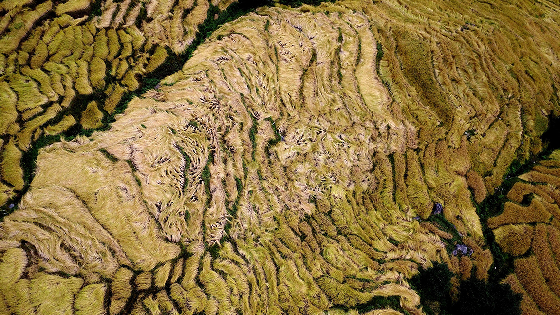 आजका तस्बिर- कात्तिक १७