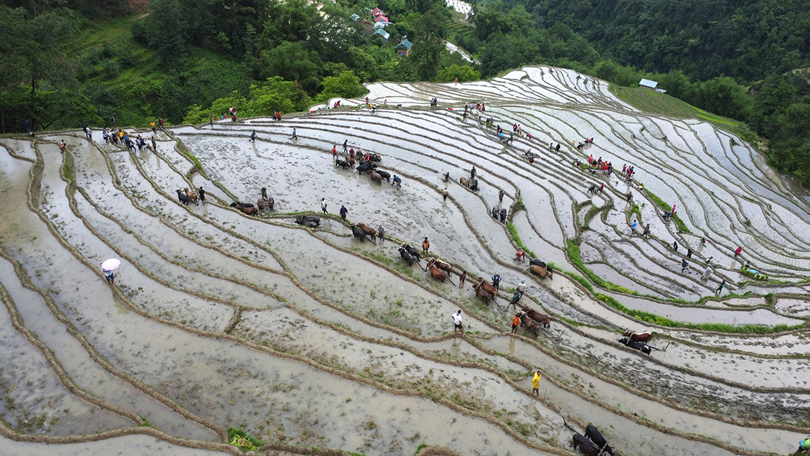 आजका तस्बिर- असार १६