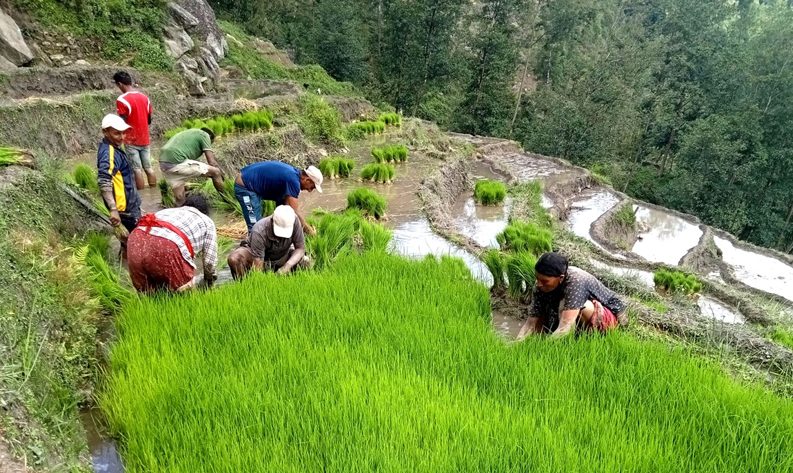आजका तस्बिर- जेठ २५