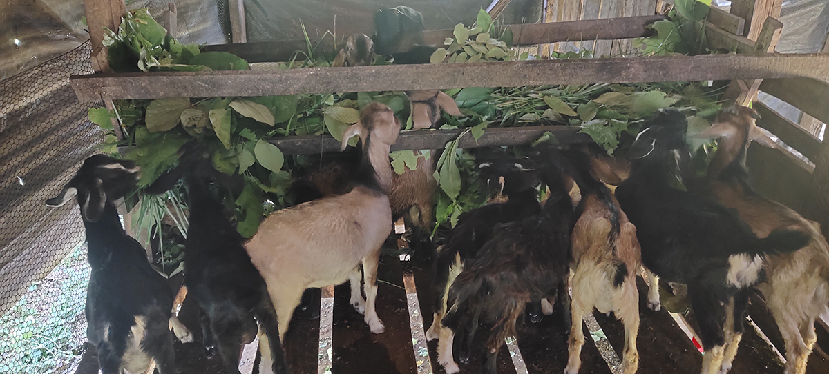 फाइल तस्बिर