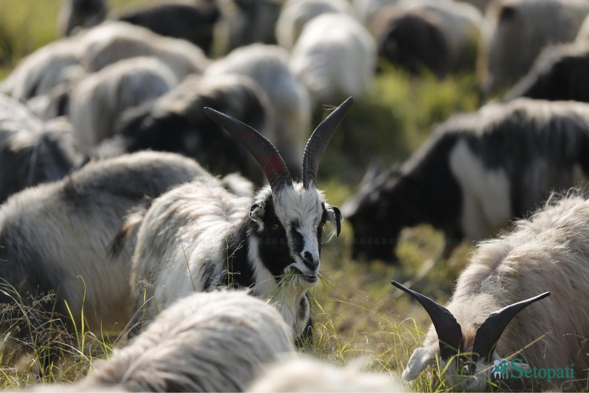 फाइल तस्बिर।