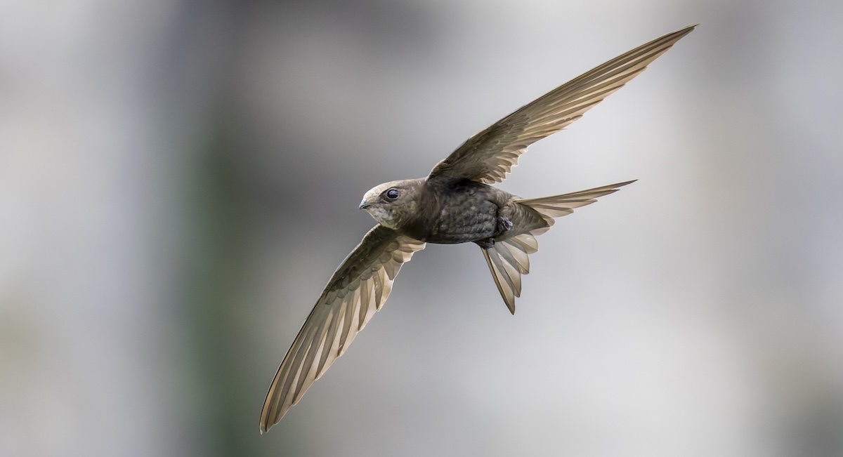 'कमन स्विफ्ट' भनिने खैरो गौंथली। तस्बिरः एलेक्स लावर्स