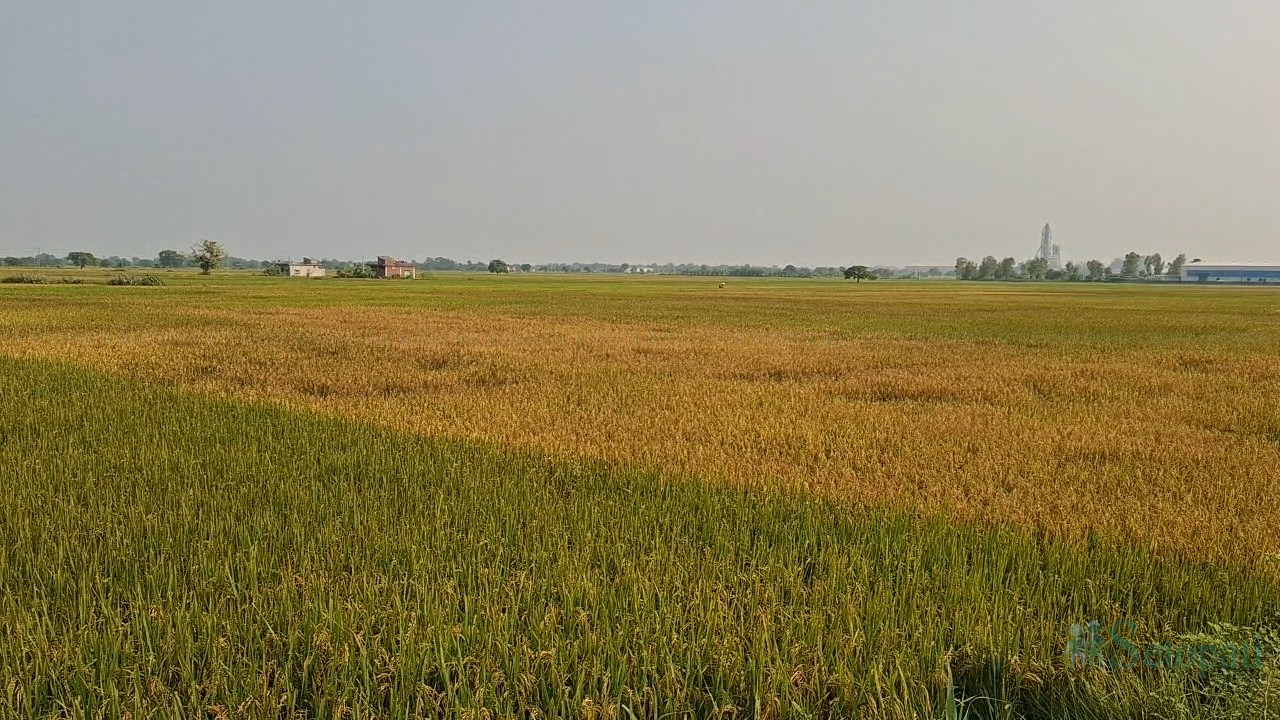 फाइल तस्बिर।