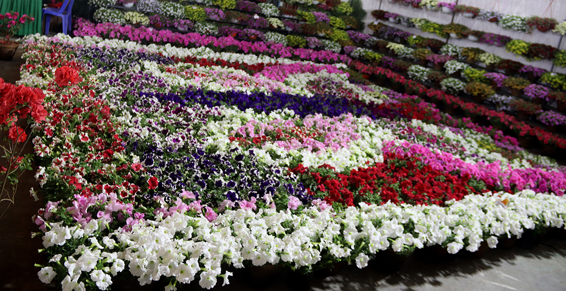 आजका तस्बिर- चैत २८