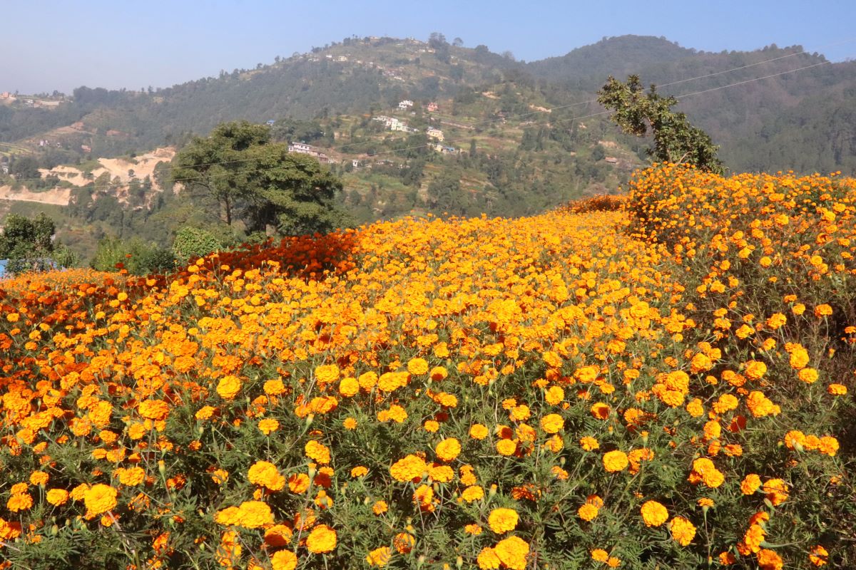 आजका तस्बिरः कात्तिक १२