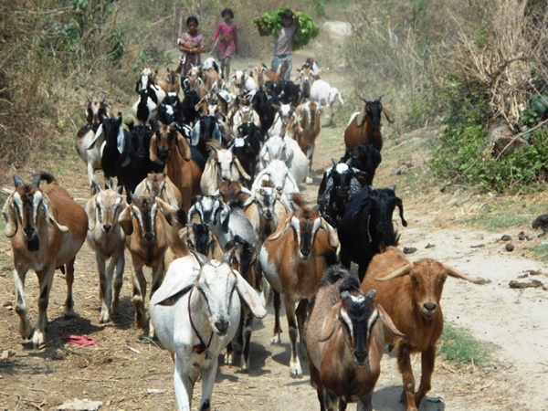 प्रतीकात्मक तस्बिर।